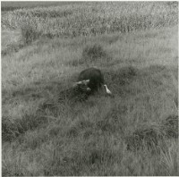 藏品(臺灣牛1:〈含情脈脈〉)的圖片