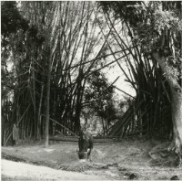 藏品(臺灣牛2:〈豐盛的早餐〉)的圖片