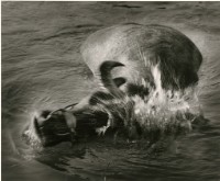 藏品(臺灣牛3:〈「牛」SPA〉)的圖片