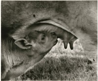 藏品(臺灣牛4:〈母乳最香〉)的圖片