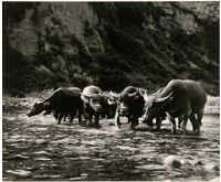 藏品(臺灣牛6：〈牛群渡河〉)的圖片