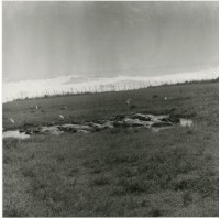 藏品(臺灣牛9:〈午休〉)的圖片