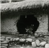 藏品(臺灣牛12:〈迎春牛〉)的圖片