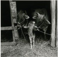 藏品(臺灣牛15:〈一家三口〉)的圖片