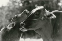 藏品(臺灣牛16:〈舐犢情深〉)的圖片