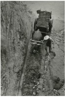 藏品(臺灣牛17:〈舉步為艱〉)的圖片