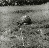 藏品(臺灣牛19:〈牛脾氣〉)的圖片