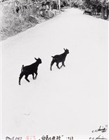 藏品(白色的路)的圖片