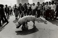 藏品(豬仔議員)的圖片