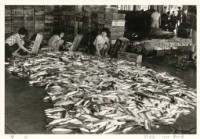 藏品(〈豐收〉)的圖片