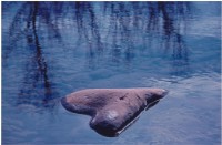 藏品(〈心石〉)的圖片