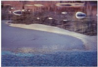 藏品(〈溪邊〉)的圖片