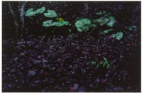 藏品(〈交響葉〉)的圖片