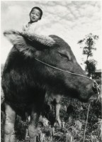 藏品(〈喜樂〉)的圖片