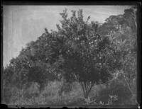 藏品(北埔鄉間景色 柑仔樹)的圖片