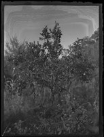 藏品(北埔鄉間景色 柑仔樹)的圖片