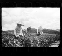 藏品(鄧南光135底片(101))的圖片