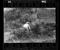 藏品(鄧南光135底片(434))的圖片