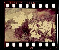 藏品(鄧南光135底片(521))的圖片