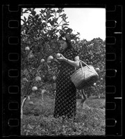 藏品(鄧南光135底片(1751))的圖片