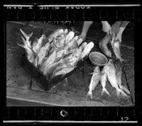 藏品(鄧南光135底片(2254))的圖片