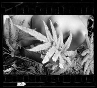 藏品(鄧南光135底片(2264))的圖片