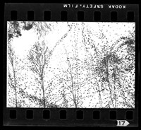 藏品(鄧南光135底片(2265))的圖片