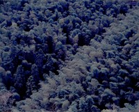 藏品(〈竹山 大草安 孟宗竹海〉)的圖片