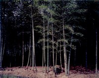 藏品(〈南投縣竹山鎮大草安里 孟宗竹林〉)的圖片