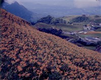 藏品(〈60石山金針〉)的圖片