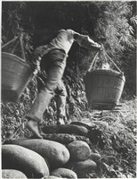 藏品(水褲頭系列15)的圖片