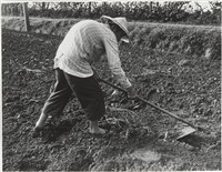 藏品(水褲頭系列18)的圖片