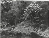 藏品(《加里山下的家鄉》系列34)的圖片