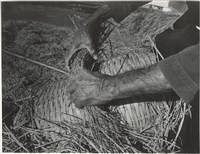 藏品(汗流脈絡系列9)的圖片