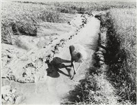 藏品(汗流脈絡系列13)的圖片