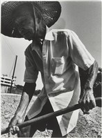 藏品(汗流脈絡系列17)的圖片