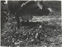 藏品(再訪農村系列3)的圖片