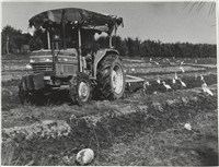 藏品(《再訪農村》系列7)的圖片