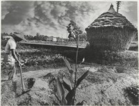 藏品(《再訪農村》系列8)的圖片