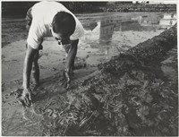 藏品(《再訪農村》系列13)的圖片