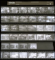 藏品(吳紹同135底片85)的圖片