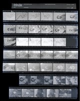 藏品(吳紹同135底片110)的圖片