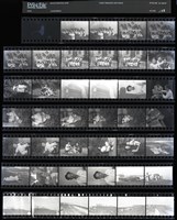 藏品(吳紹同135底片122)的圖片