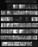 藏品(吳紹同135底片194)的圖片