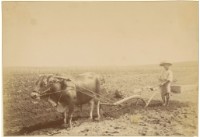 藏品(漢人農民犁田)的圖片