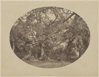 藏品(19世紀臺灣歷史影像：榕樹，福爾摩沙，台南？)的圖片