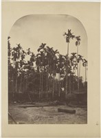 藏品(19世紀臺灣歷史影像：檳榔樹林，台灣府)的圖片