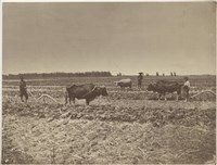 藏品(19世紀臺灣歷史影像：福爾摩沙稻田，茅港尾，下營)的圖片