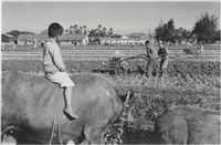 藏品(快門時機系列：台中農業改良場)的圖片