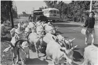 藏品(快門時機系列：台中 北屯路)的圖片